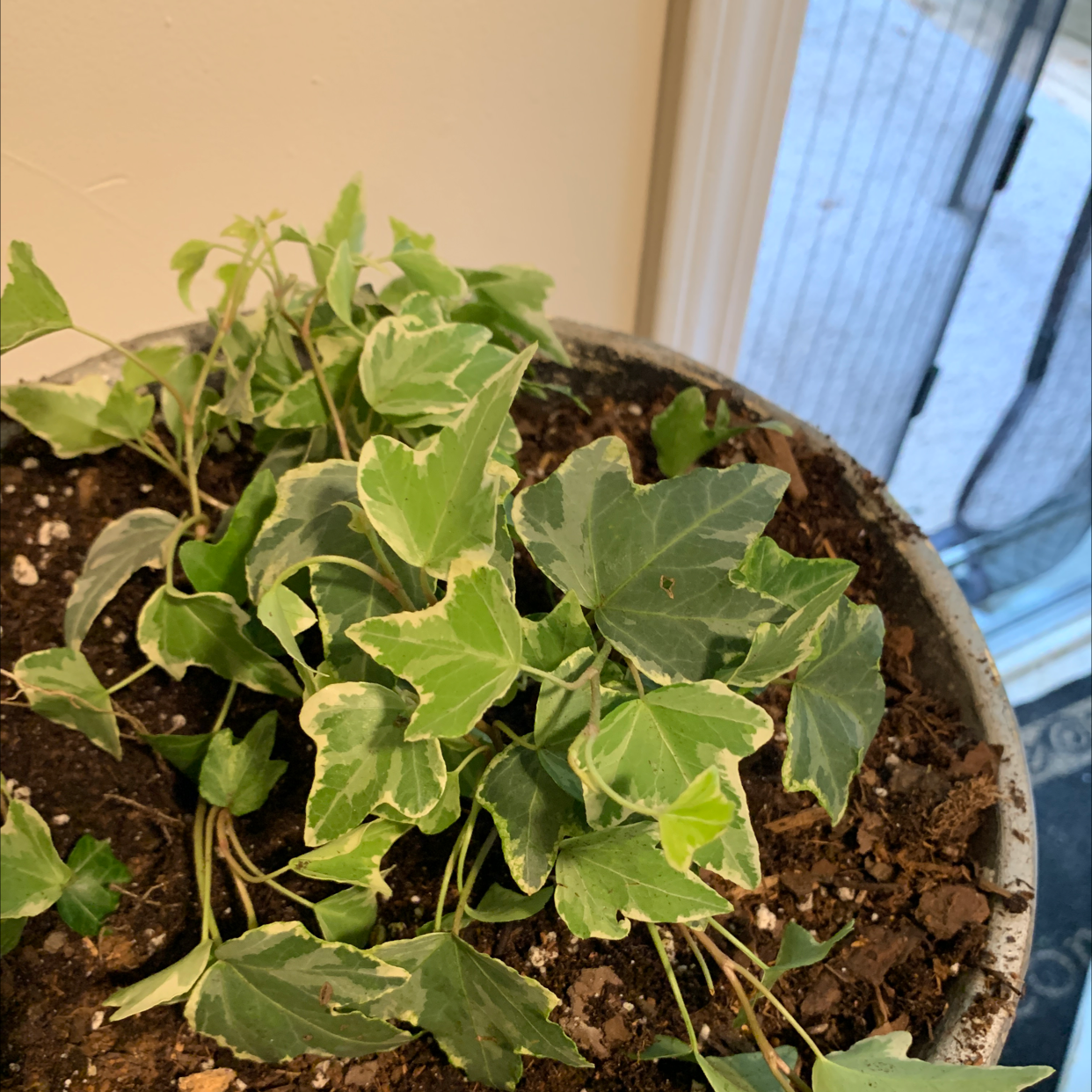 English Ivy plant photo by @Jackinbox45 named Harmony on Greg, the plant care app.