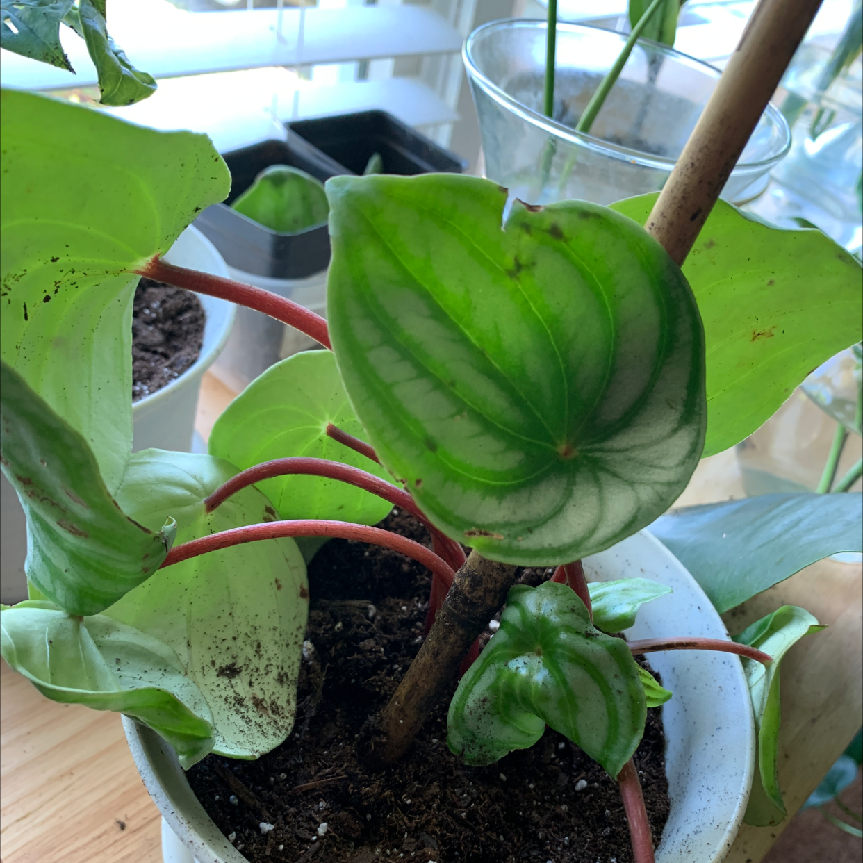 Watermelon Peperomia plant photo by @Jackinbox45 named Sierra on Greg, the plant care app.