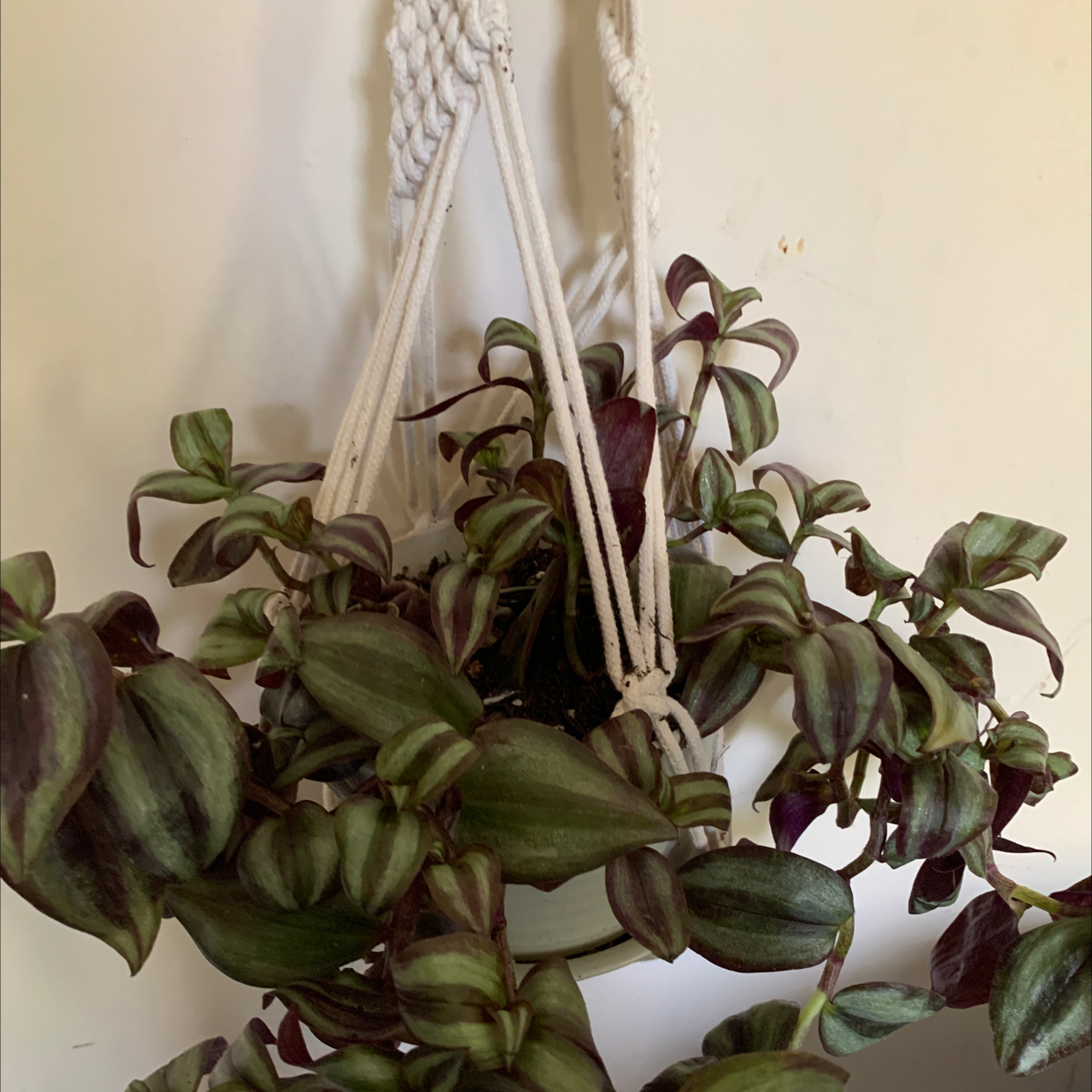 Spiderwort plant photo by @Jackinbox45 named Daphne on Greg, the plant care app.