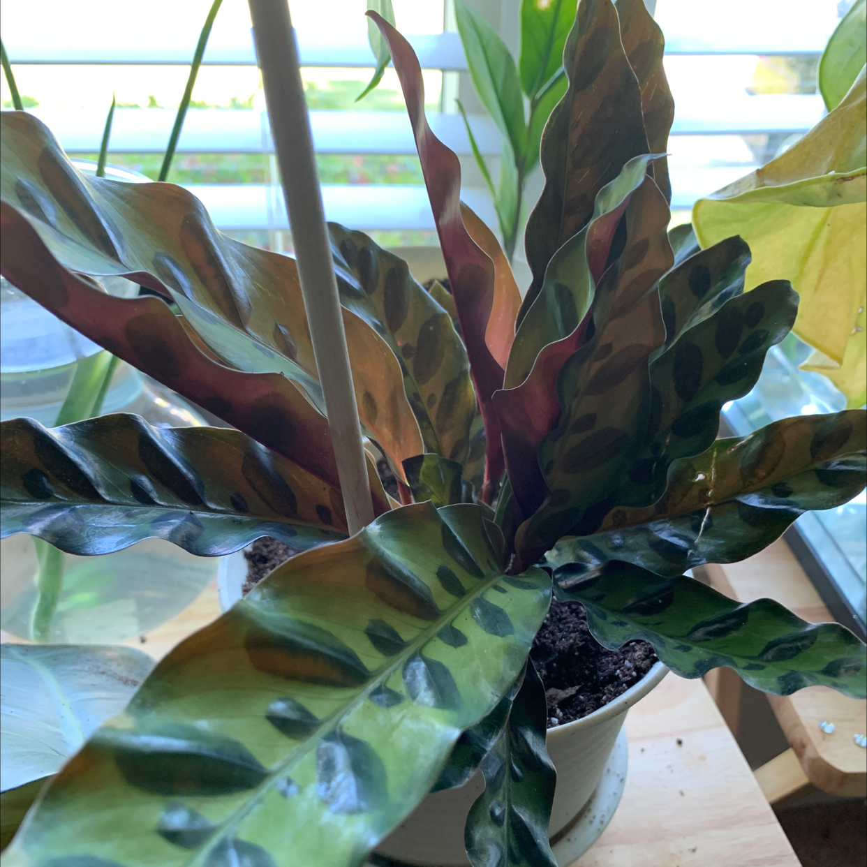 Rattlesnake Plant plant photo by @Jackinbox45 named Giu Giu on Greg, the plant care app.