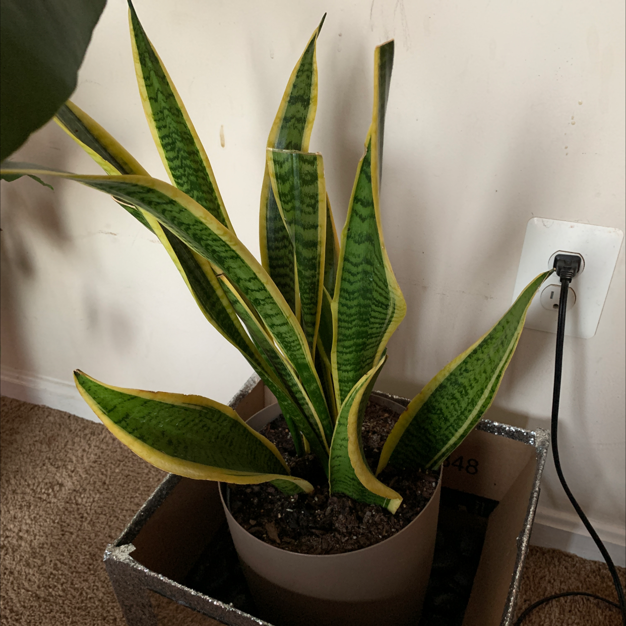 Snake Plant plant photo by @Jackinbox45 named Boa on Greg, the plant care app.