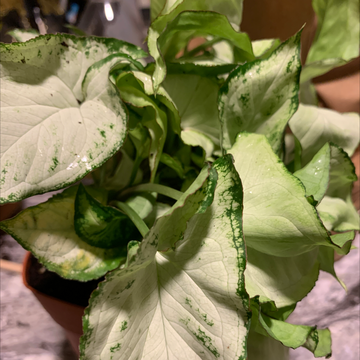 Syngonium 'White Butterfly' plant with white and green leaves, some yellowing and browning edges.