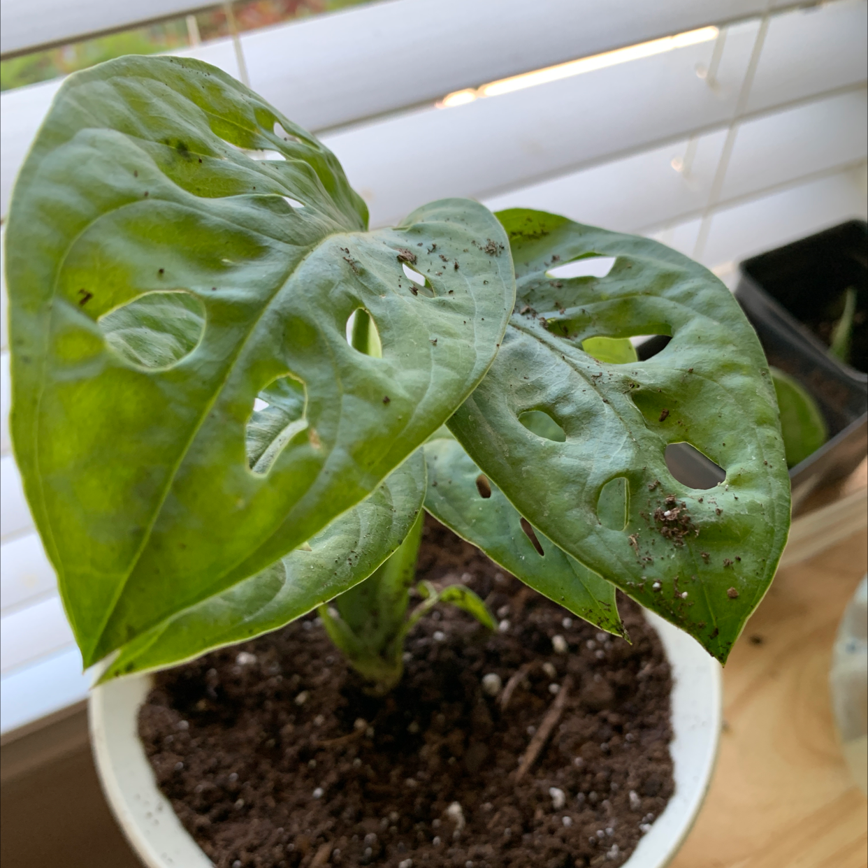 Window Leaf plant photo by @Jackinbox45 named Leroy on Greg, the plant care app.