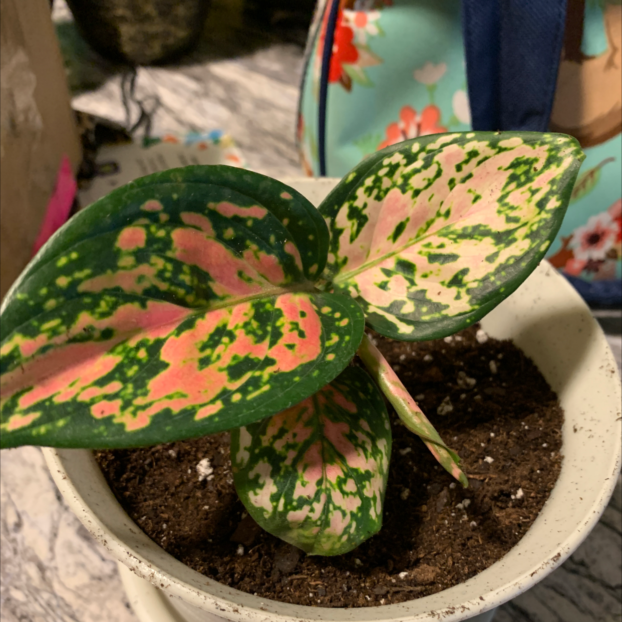 Chinese Evergreen plant photo by @Jackinbox45 named Vito on Greg, the plant care app.