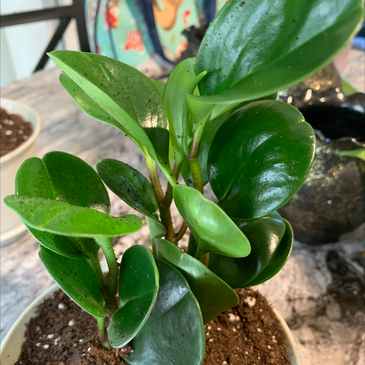 Healthy Peperomia Thailand plant with vibrant green leaves in a pot.