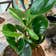 Calculate water needs of Peperomia Thailand