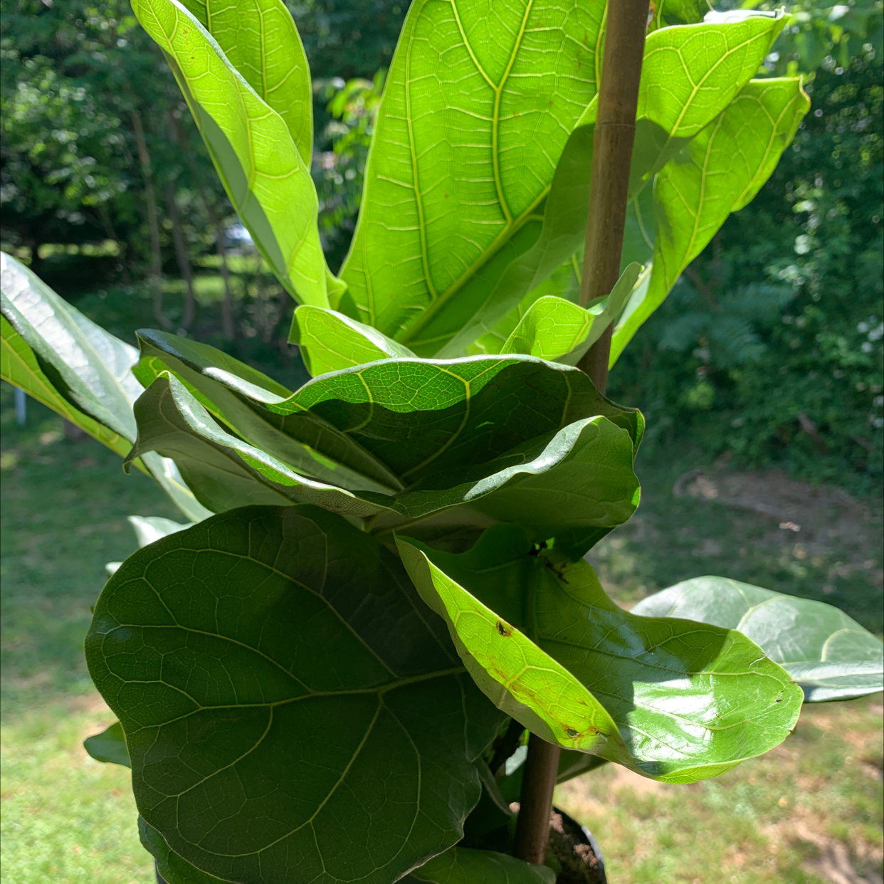 Fiddle Leaf Fig plant photo by @Jackinbox45 named Dee on Greg, the plant care app.