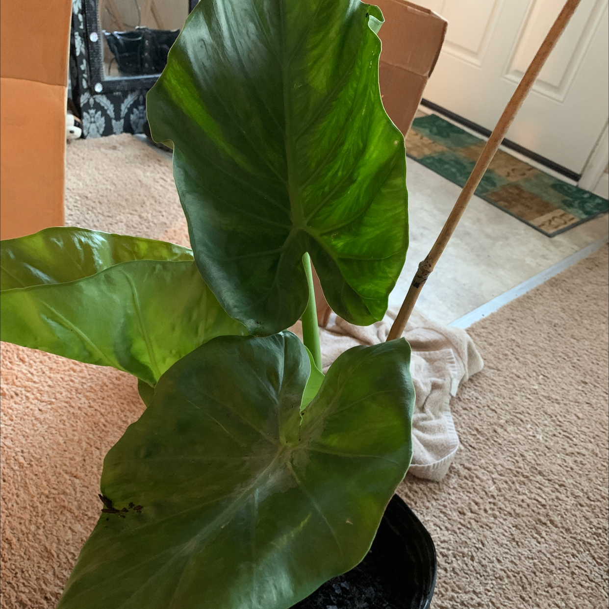 Taro plant photo by @Jackinbox45 named Buddy on Greg, the plant care app.