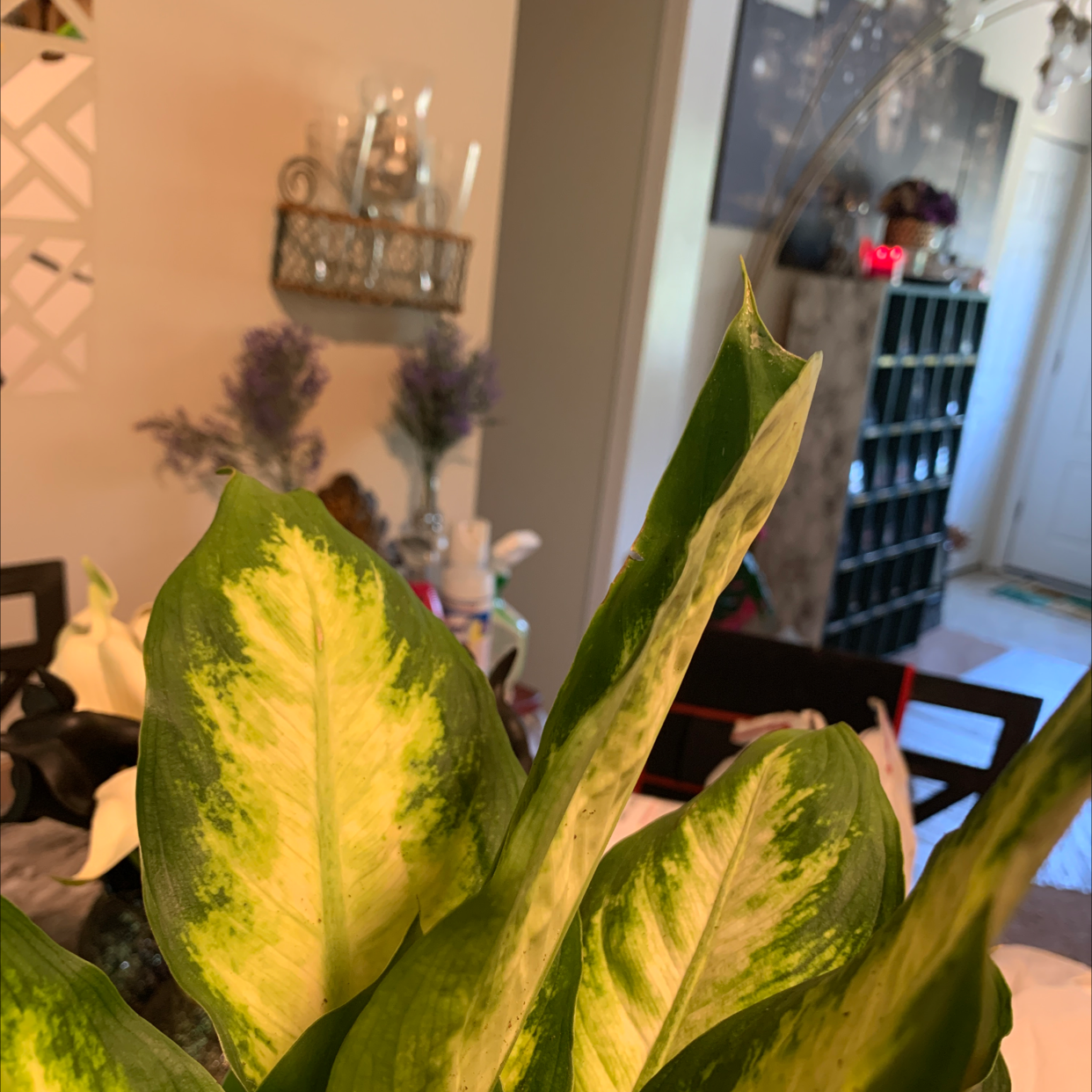 Dieffenbachia plant photo by @Jackinbox45 named Bella on Greg, the plant care app.