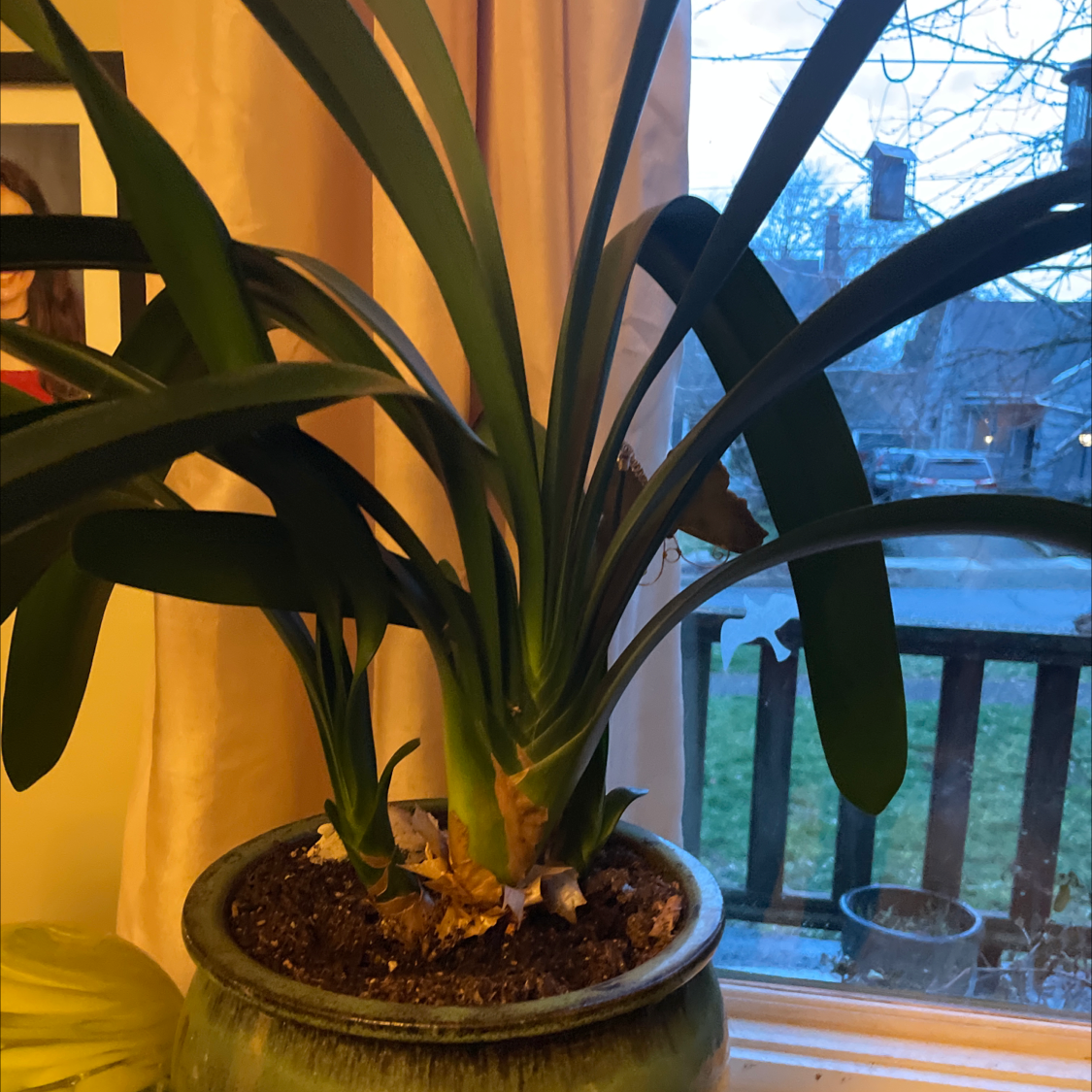 Bush Lily plant in a pot near a window with healthy green leaves.
