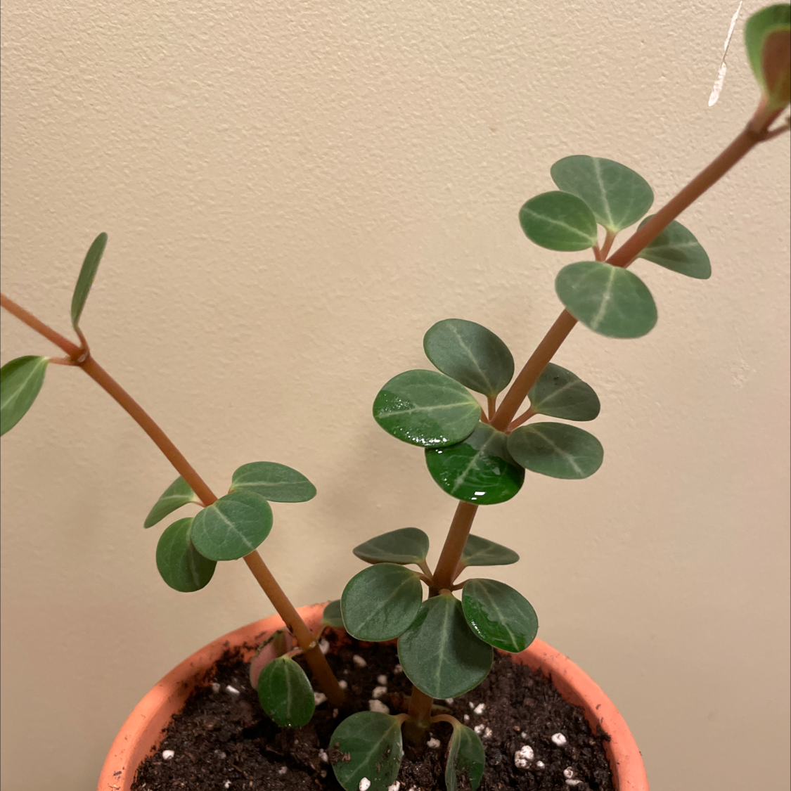 Photo of the plant species Peperomia 'Ruby Cascade' by @DrJen named Pepper on Greg, the plant care app