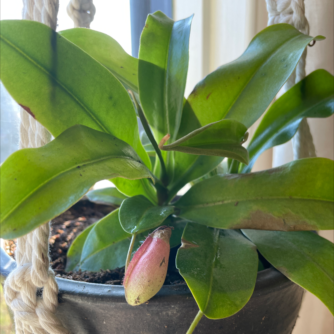Tropical Pitcher Plant in a hanging pot with vibrant green leaves and a developing pitcher.