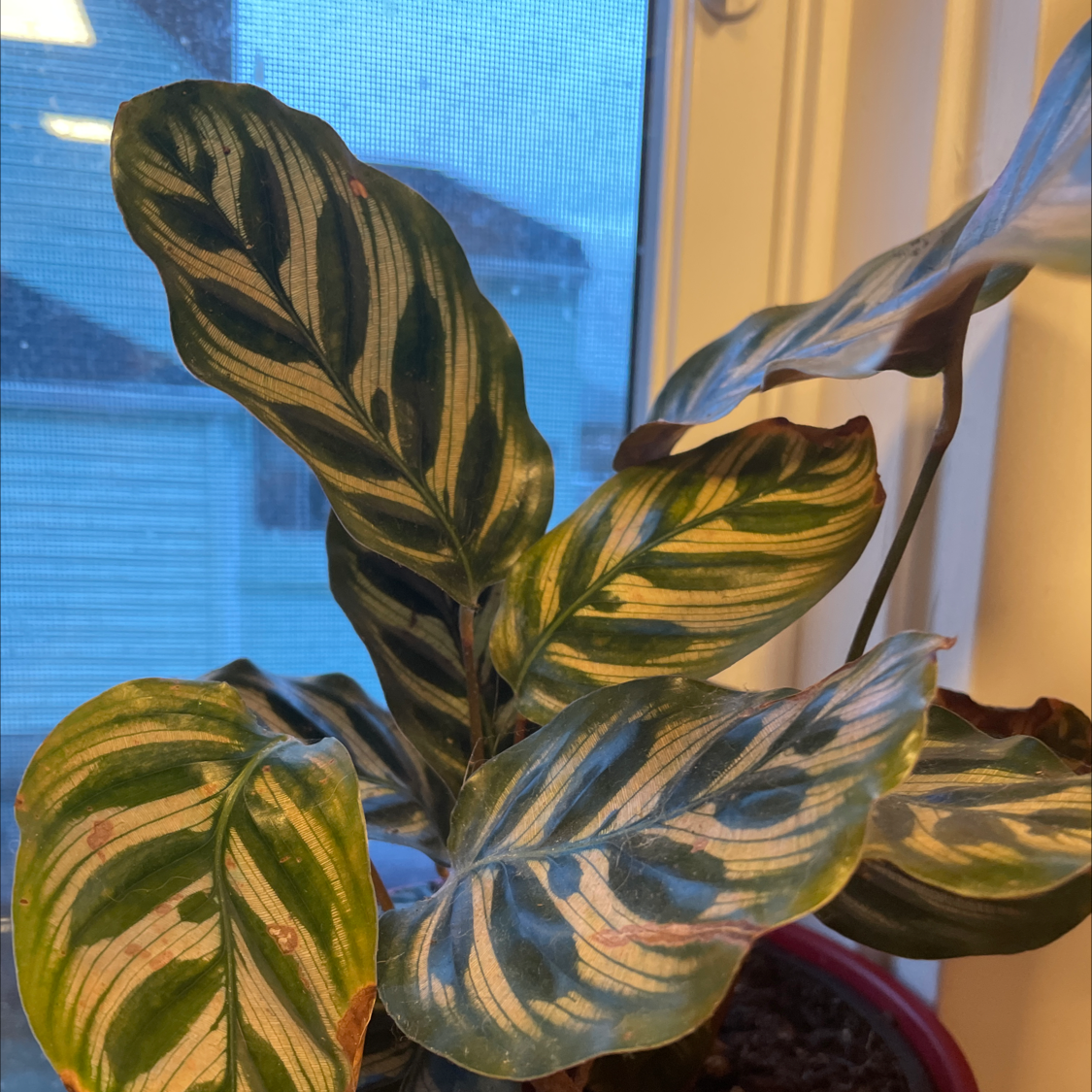 Photo of the plant species Calathea 'Cora' by @DrJen named Tupot amaroot on Greg, the plant care app