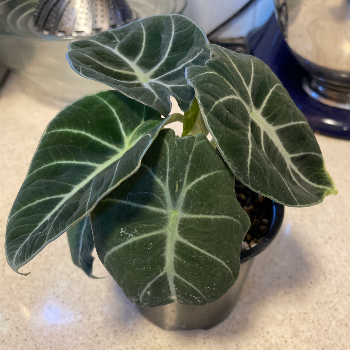 Black Velvet Alocasia plant with dark green leaves and white veins in a small pot on a kitchen counter.