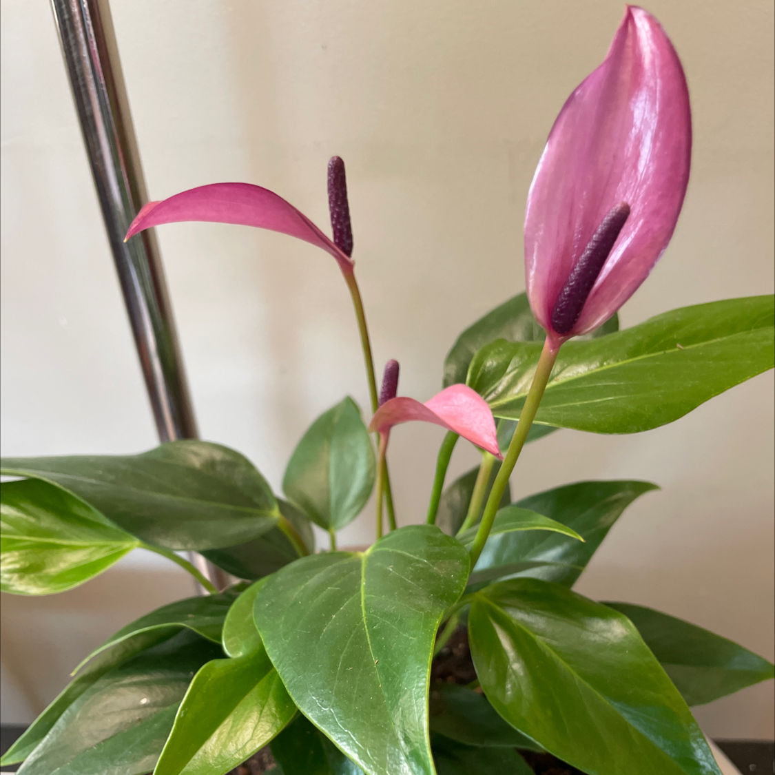 Photo of the plant species Purple Painted Tongue Anthurium by @DrJen named Kiki on Greg, the plant care app