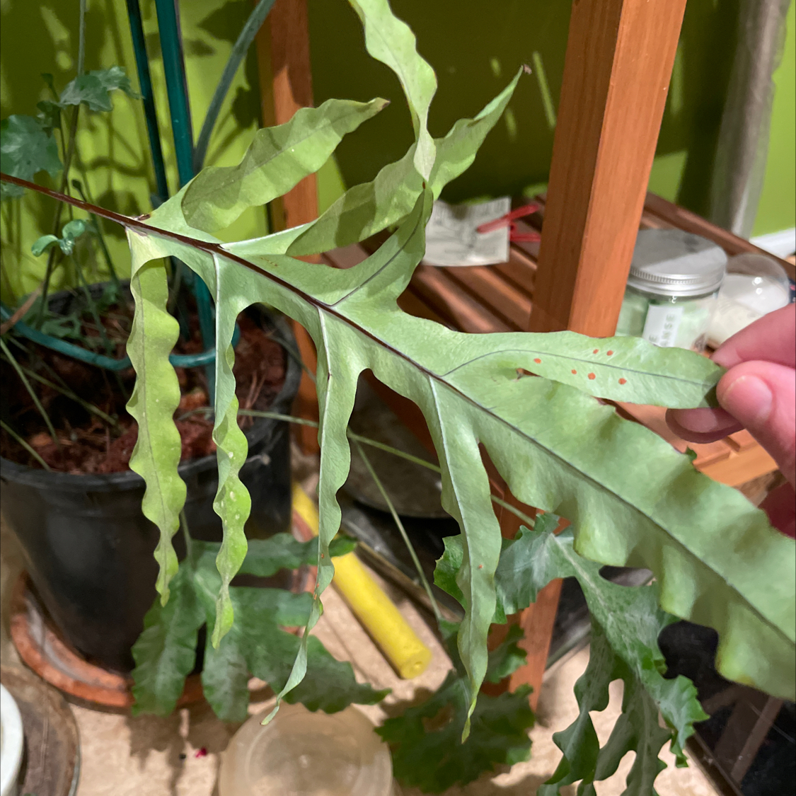 Blue Star Fern with wavy leaves, minor discoloration, and spots. Indoor setting with visible pot and soil.