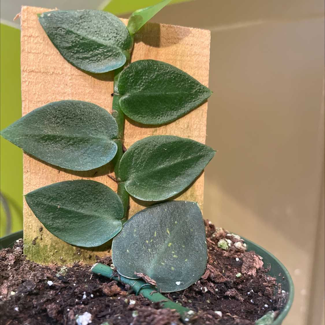 Photo of the plant species Rhaphidophora hayi by @DrJen named Scaffy on Greg, the plant care app