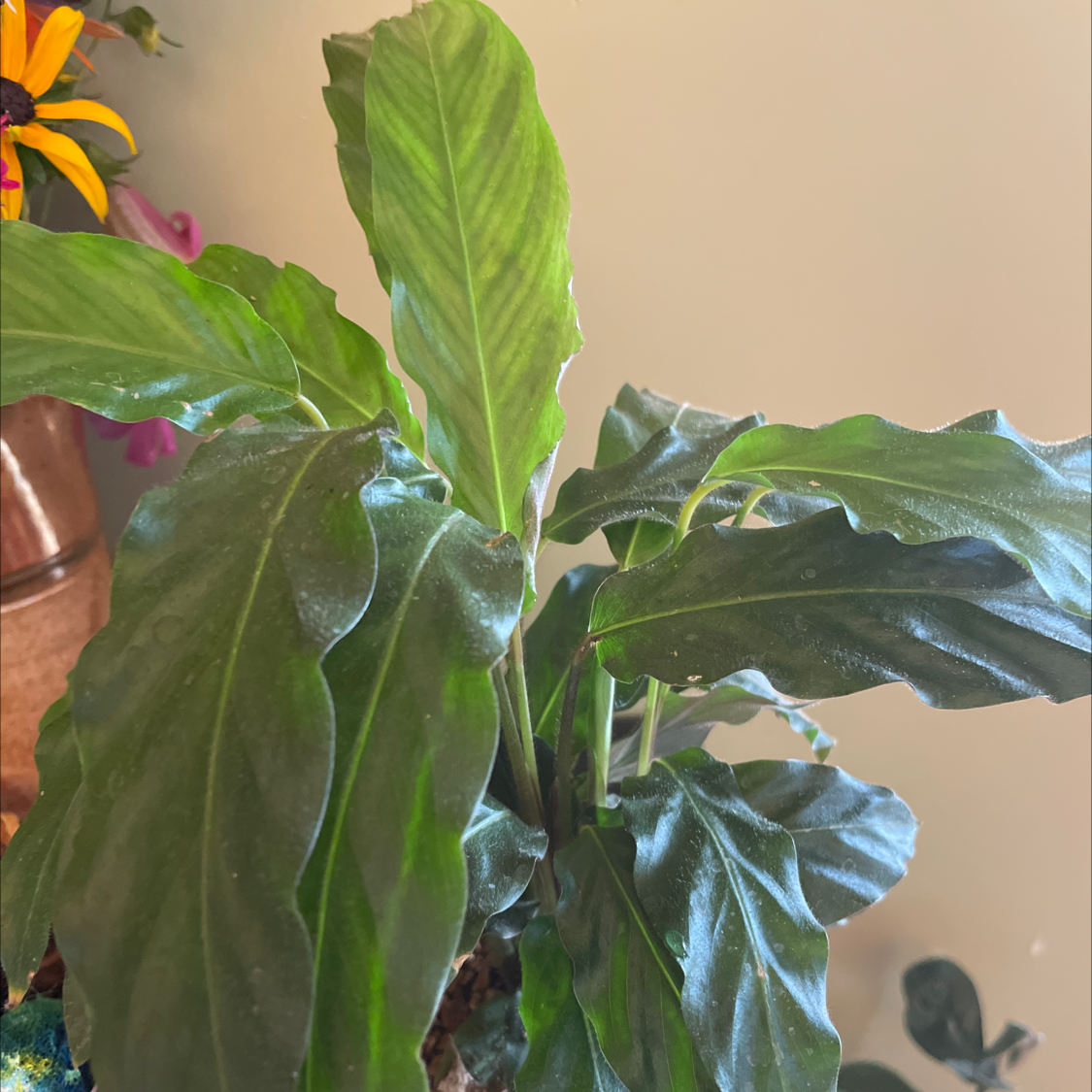 Furry Feather Calathea plant photo by @DrJen named Callie on Greg, the plant care app.