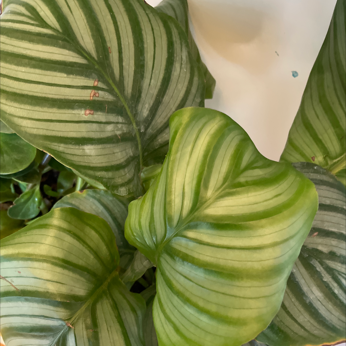 What Do Calathea Orbifolia Flowers Mean?