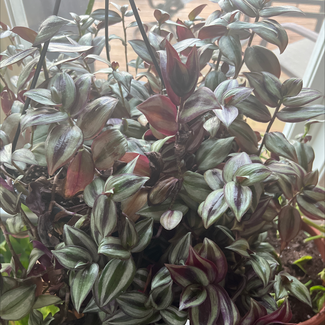 Tradescantia Zebrina plant photo by @Jaroa named Morgan Treeman on Greg, the plant care app.