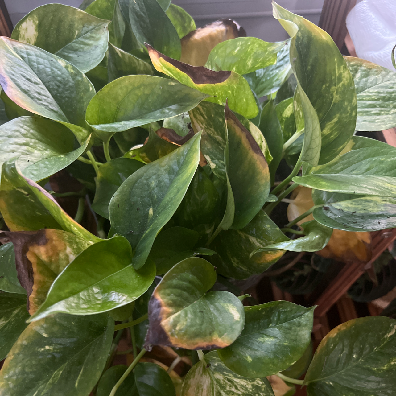 Taro Vine plant photo by @Jaroa named Treeyoncé on Greg, the plant care app.