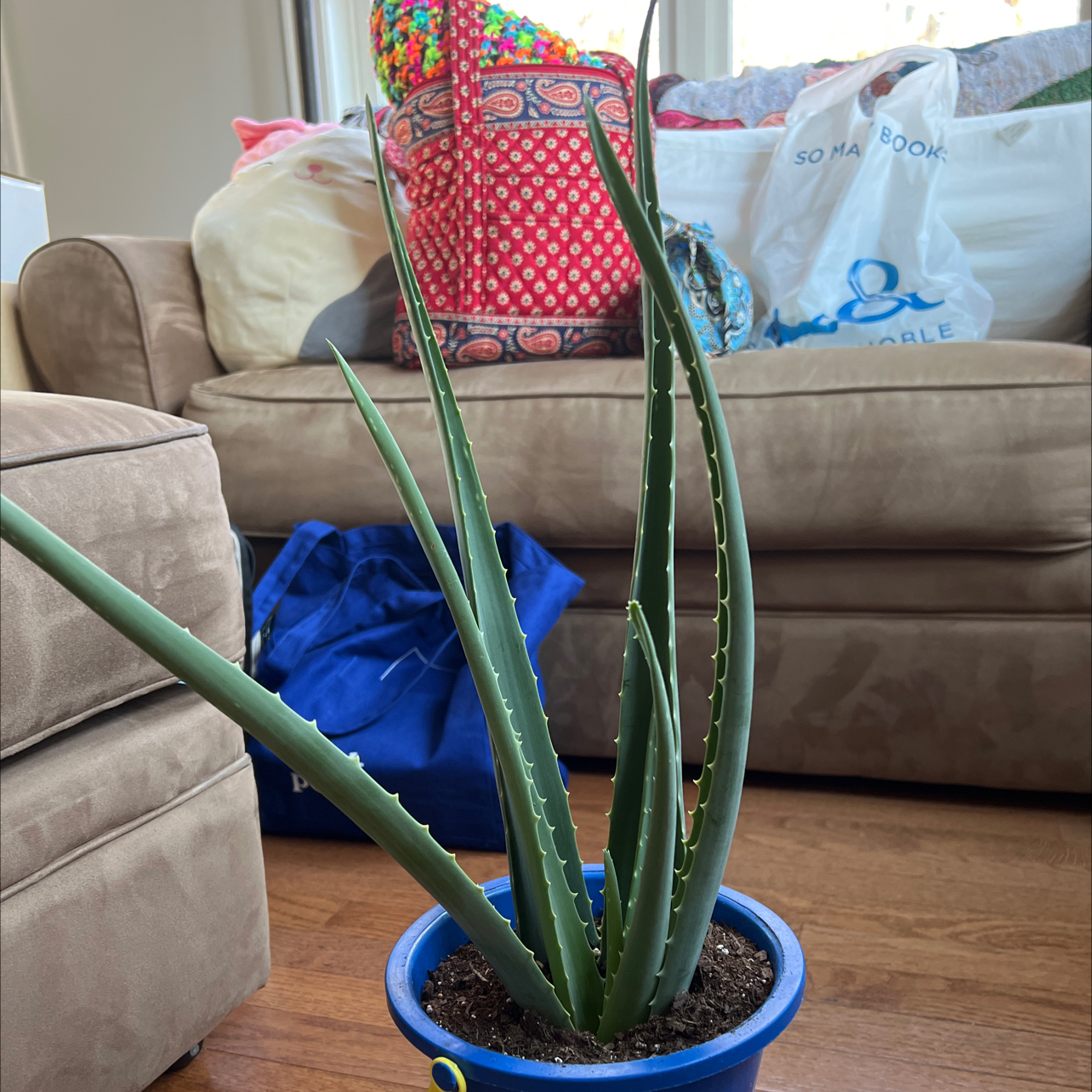 Aloe vera plant photo by @Jaroa named Lola on Greg, the plant care app.
