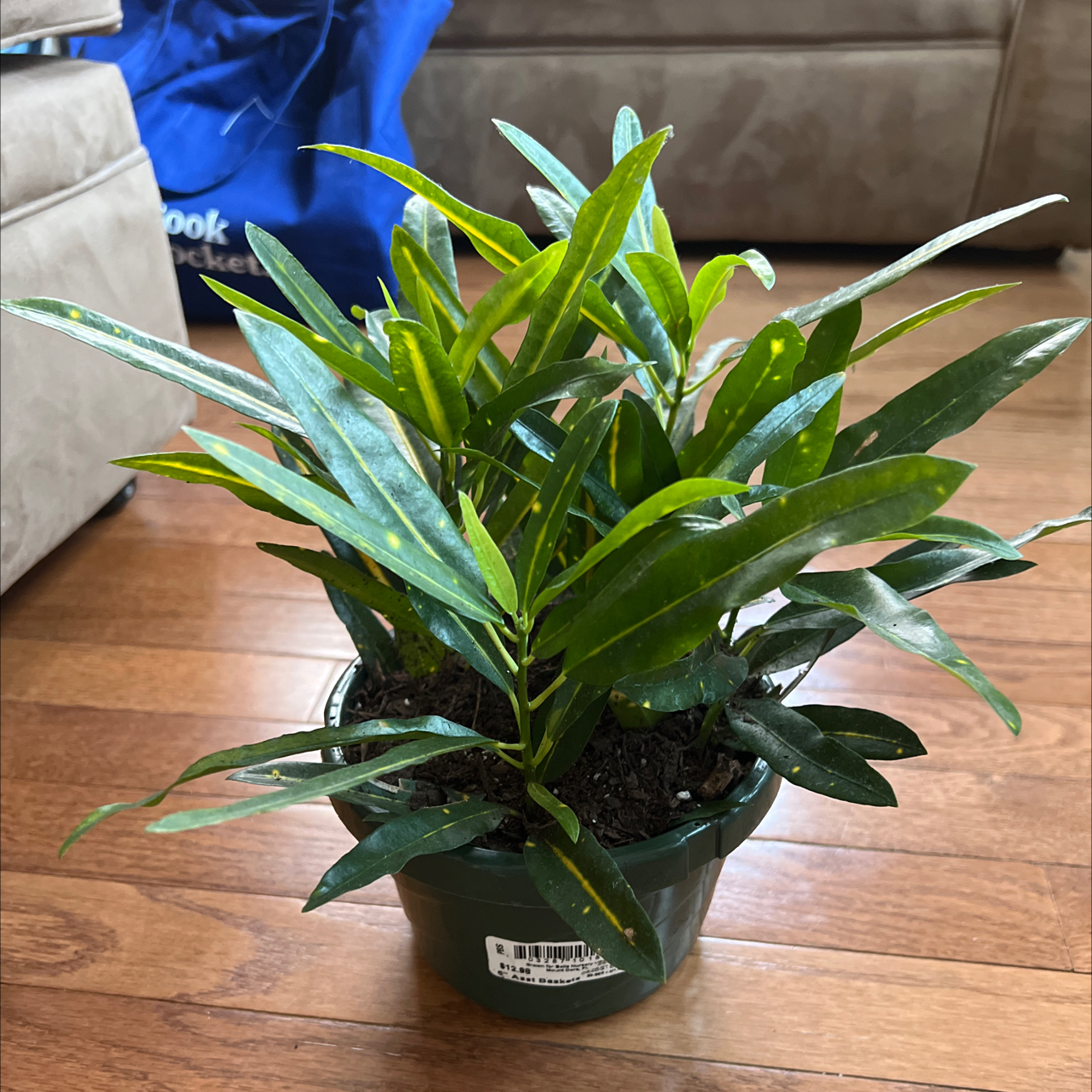 Gold Dust Croton plant photo by @Jaroa named Tupot amaroot on Greg, the plant care app.