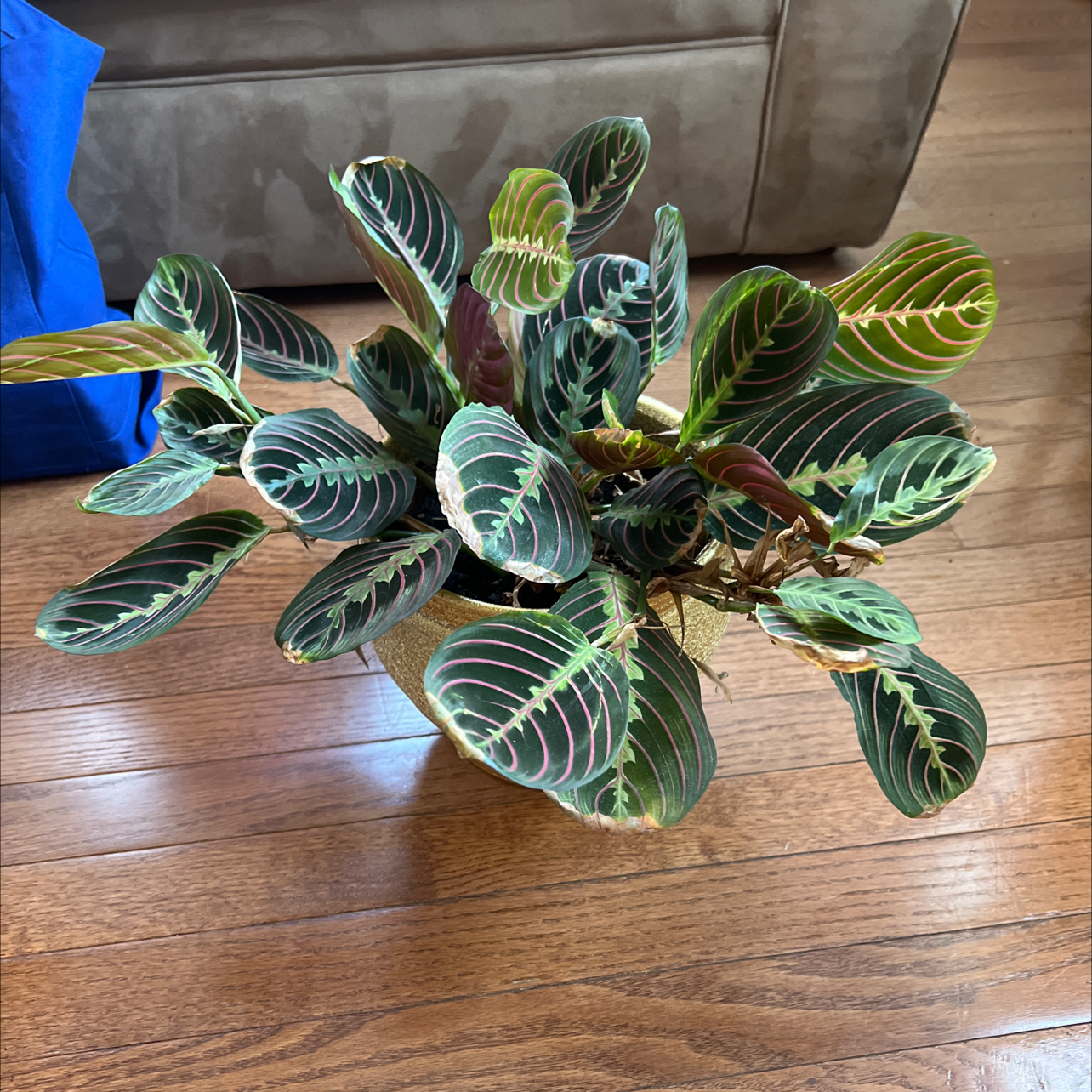 Green Prayer Plant plant photo by @Jaroa named LiloStitch on Greg, the plant care app.