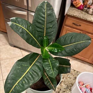 Croton 'Petra' plant photo by @ZealMorombe named Remington on Greg, the plant care app.
