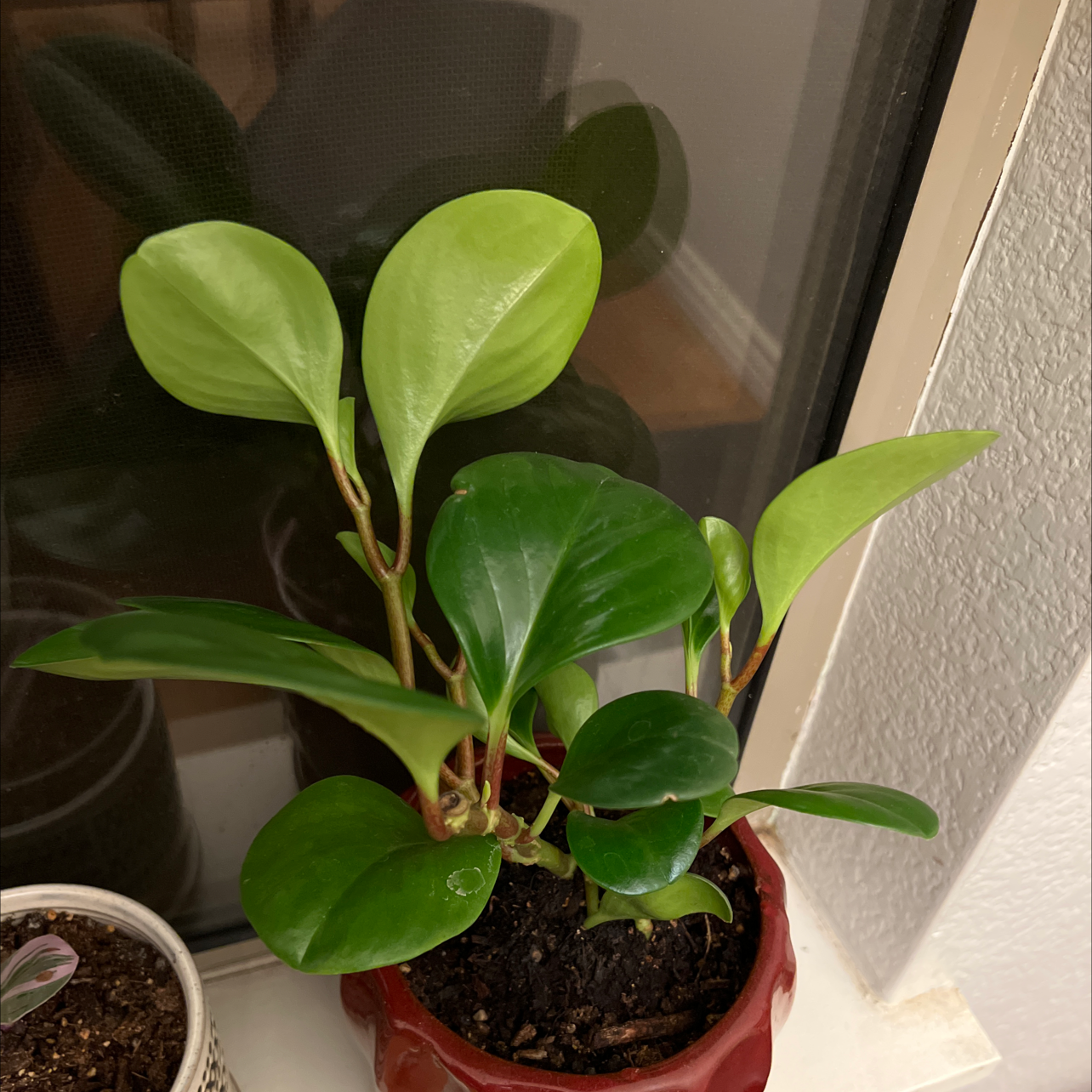Baby Rubber Plant plant photo by @ZealMorombe named Maple on Greg, the plant care app.
