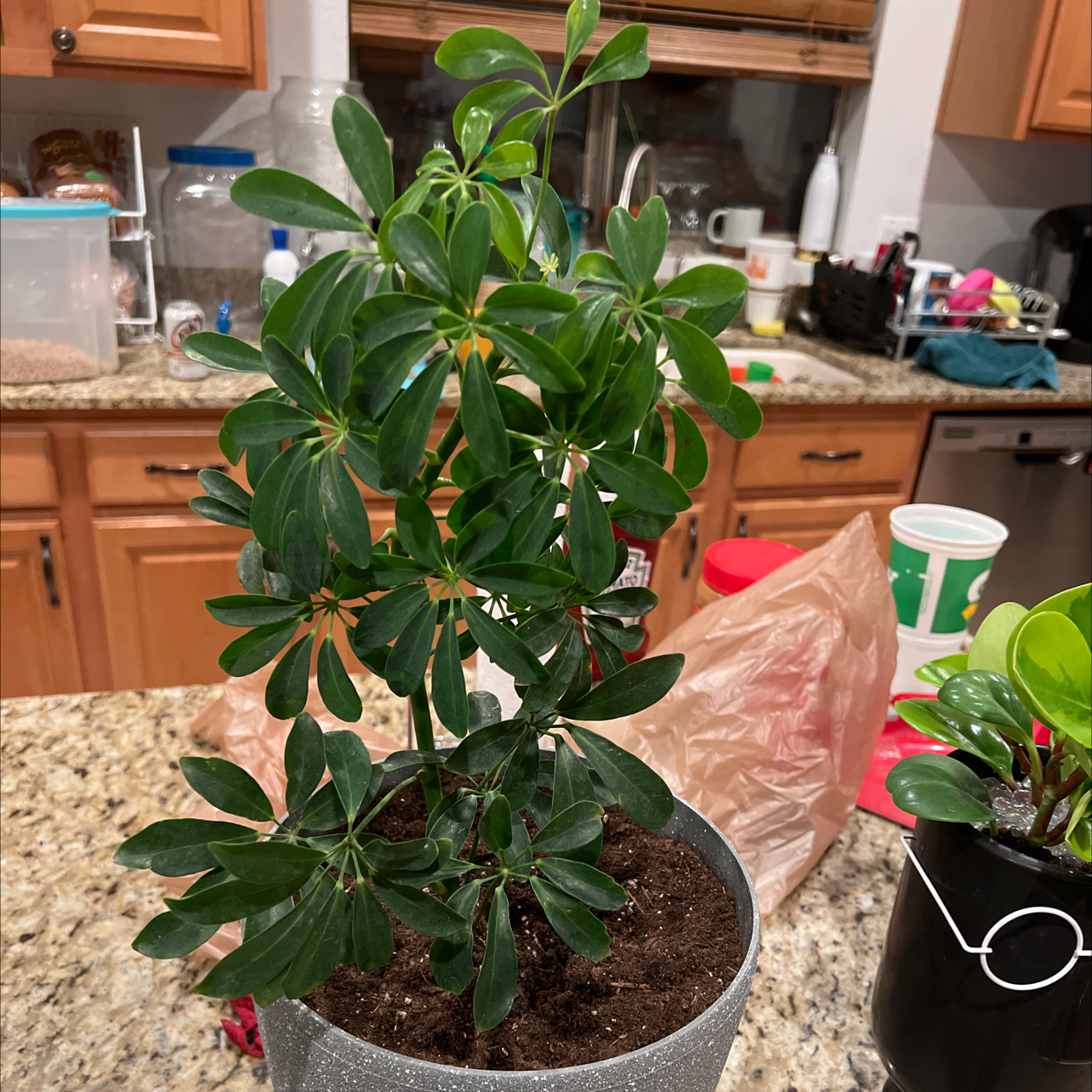 Dwarf Umbrella Tree plant photo by @ZealMorombe named Leonardo on Greg, the plant care app.