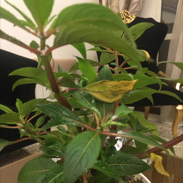New Guinea Impatiens plant photo by @WholeFlatpea named Drake on Greg, the plant care app.