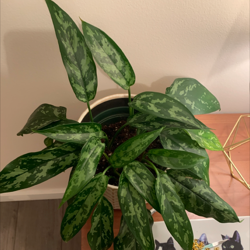 Photo of the plant species Aglaonema 'Emerald Beauty' by @PrizeLuronium named Your plant on Greg, the plant care app