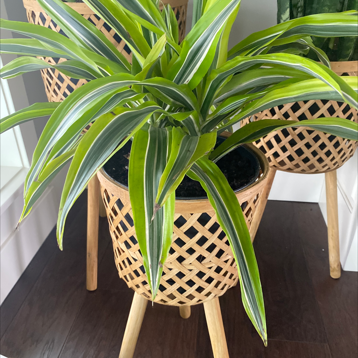 Photo of the plant species Dracaena 'Lemon Lime' by Chasidy named Main2 on Greg, the plant care app