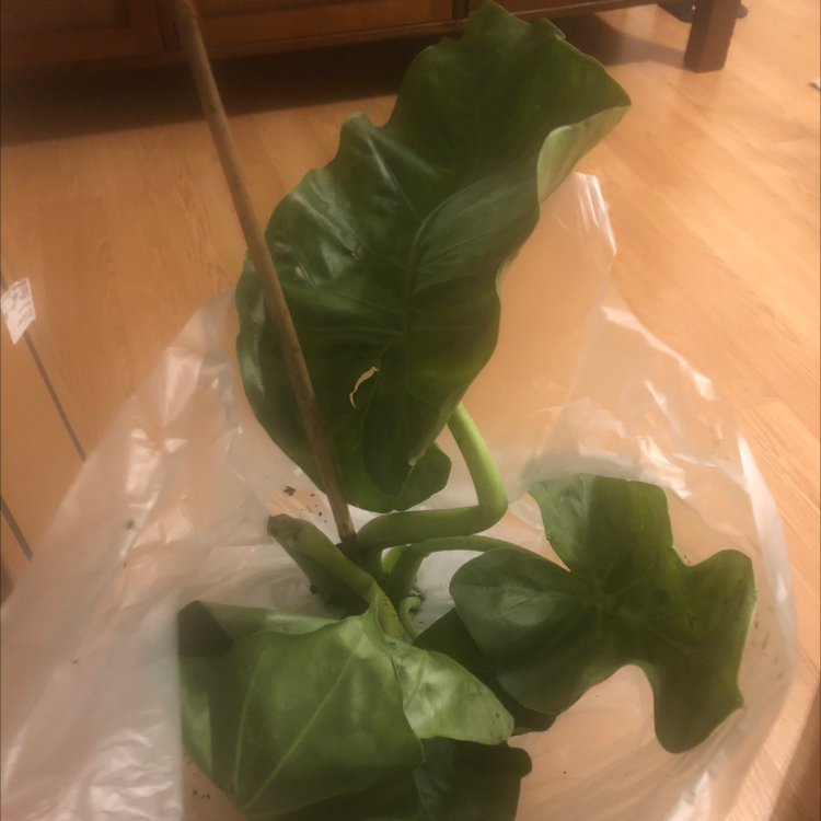 Elephant Ear Philodendron with large green leaves in a plastic bag.