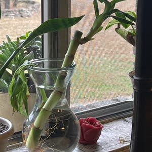 Lucky Bamboo plant photo by Haidyn1230 named Ulysses S Plant on Greg, the plant care app.