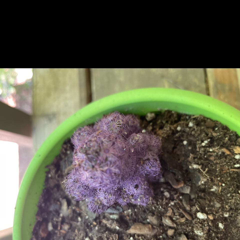 Potted Balloon Cactus with purple hue, visible soil, slightly out of focus.