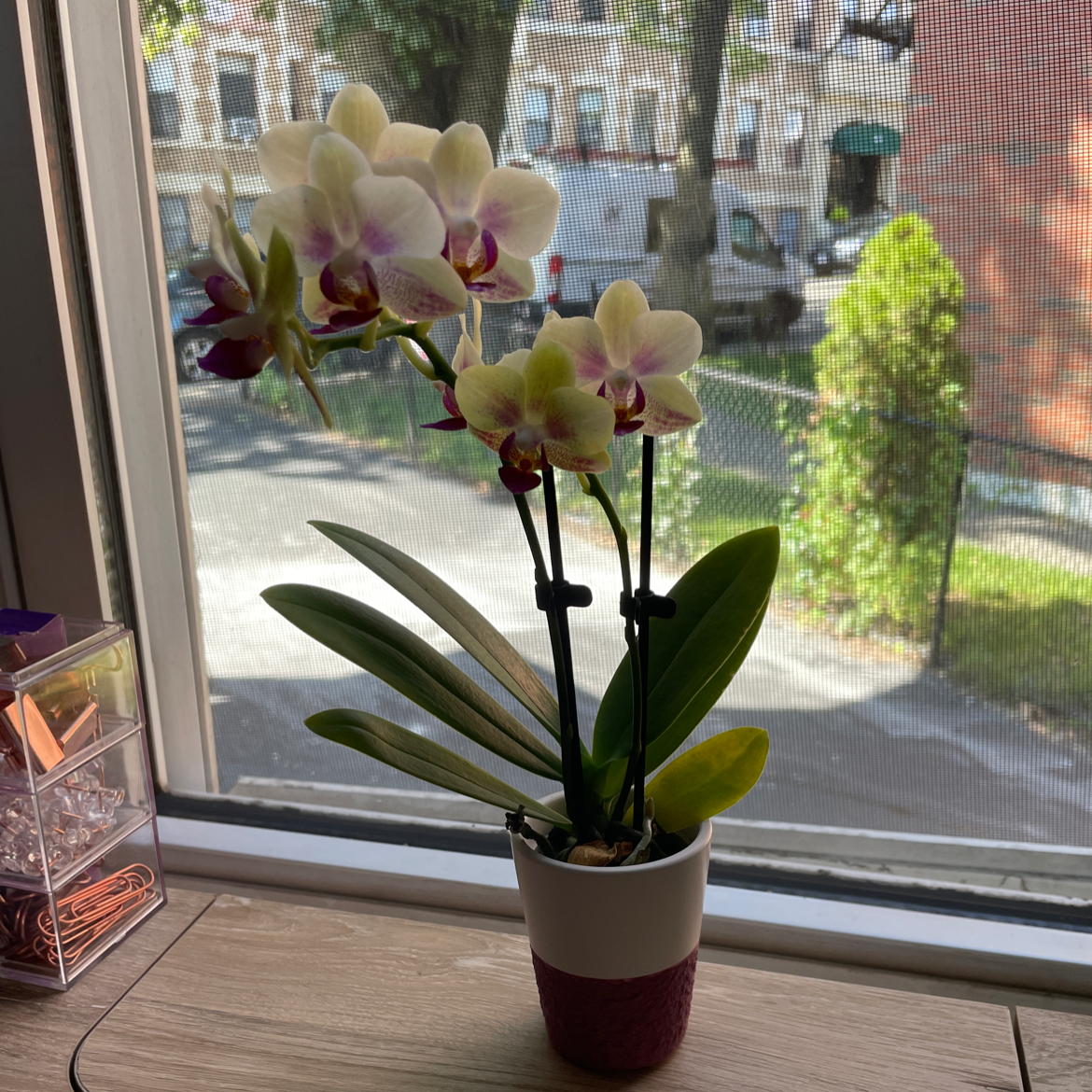 Phalaenopsis Orchid in a pot on a windowsill with vibrant flowers and green leaves.