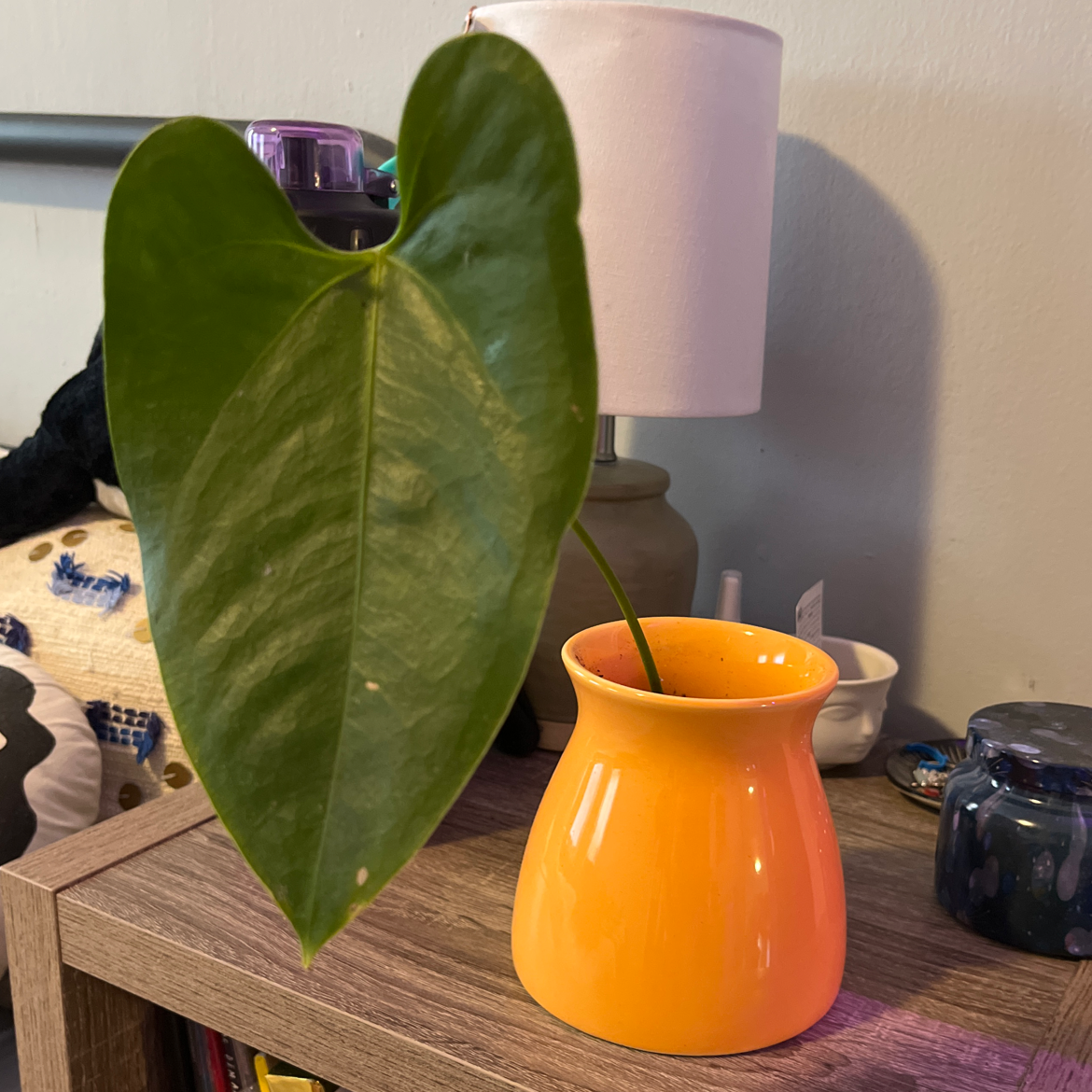 Healthy Painter's Palette plant with glossy green heart-shaped leaves in orange pot on shelf with decorative objects.