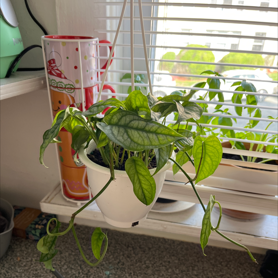 Hanging potted Silver Monstera plant near a window with healthy green and silver-patterned leaves.