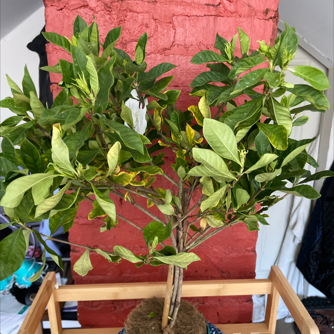 Cape Jasmine plant with some yellowing leaves, potted in a wooden stand against a red brick wall.