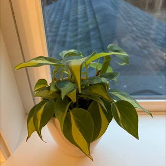 Philodendron Brasil plant in East Greenwich, Rhode Island