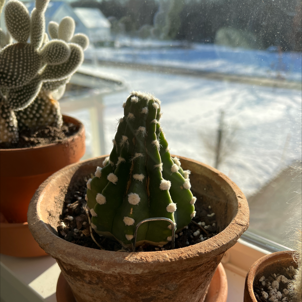 Domino Cactus in a terracotta pot on a windowsill with another cactus and snowy background.