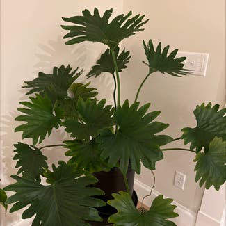 Split Leaf Philodendron plant in East Greenwich, Rhode Island