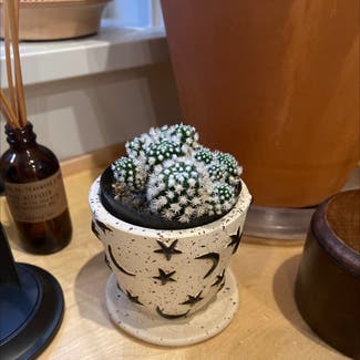 Thimble Cactus plant in East Greenwich, Rhode Island