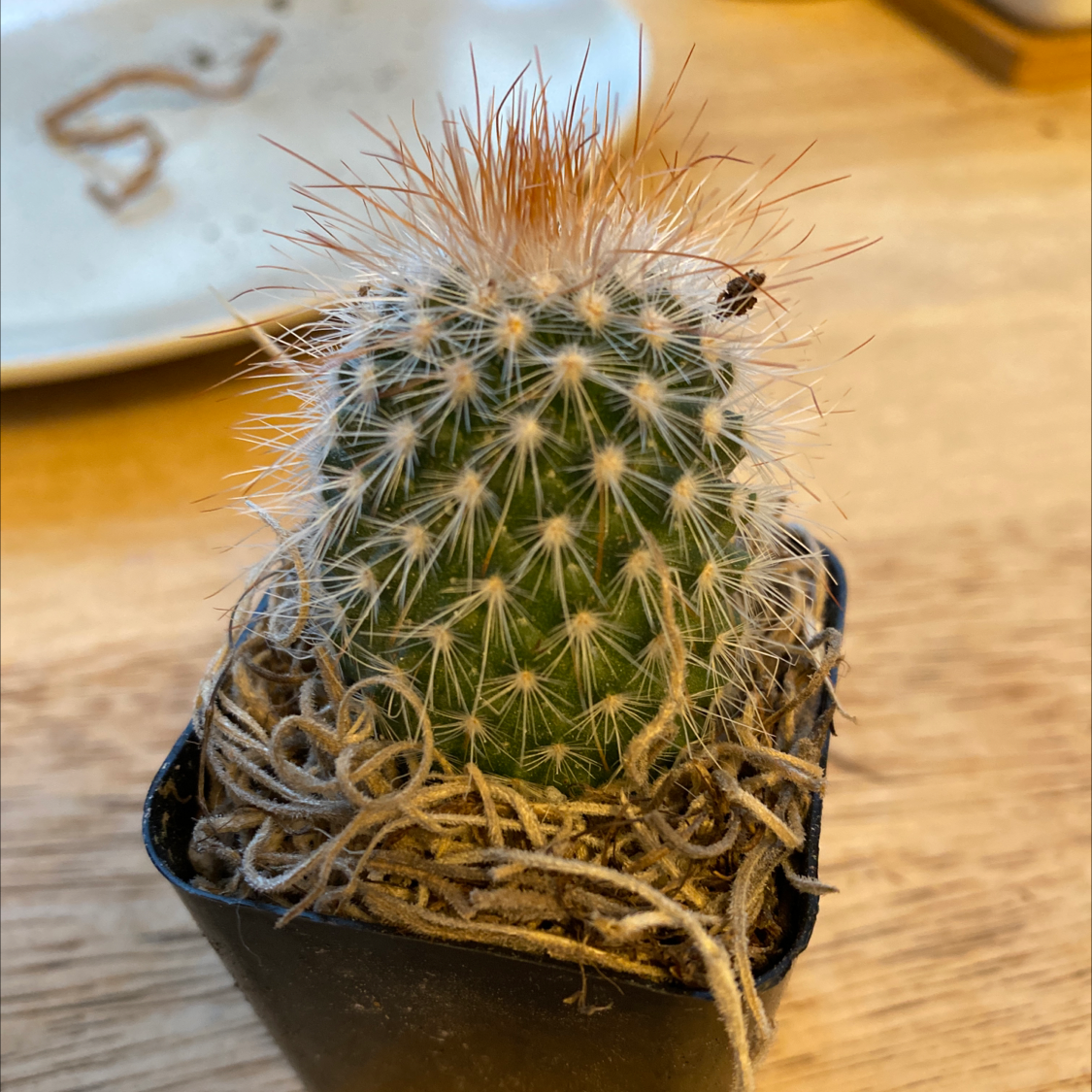 A healthy Pincushion Cactus in a black pot with visible spines and soil.