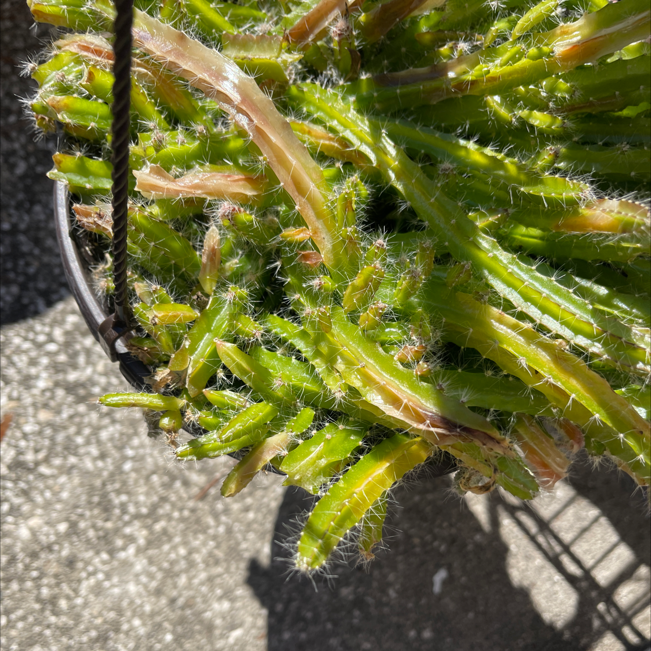 Dog Tail Cactus with some yellowing and browning stems in a hanging pot.