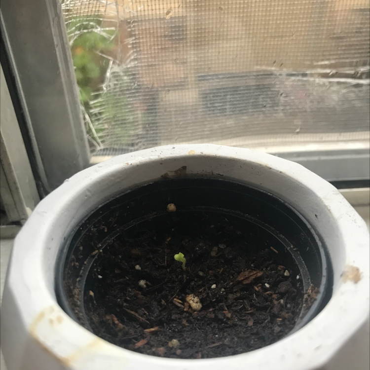 Strawberry plant photo by @smolbbplantmama named strawbey on Greg, the plant care app.