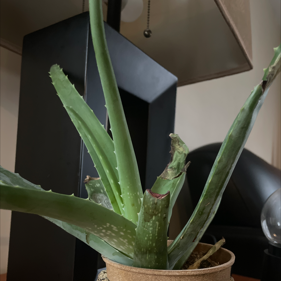Aloe vera plant photo by @SizzlingHope named Aloe-Ha on Greg, the plant care app.