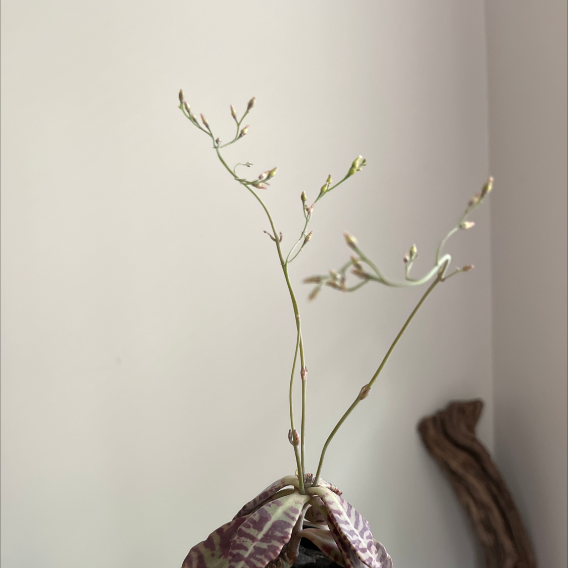 Penwiper Plant with long stems and small buds, distinctive patterned leaves at the base.